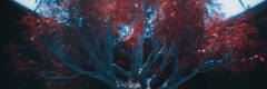 DC Semiotics header image, a view of the Tree of Language from the Dreamcatcher music video Odd Eye